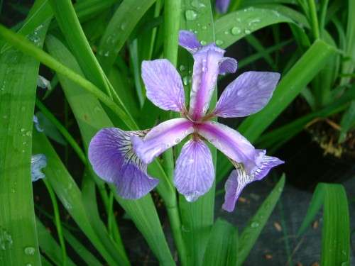 Iris - versicolor